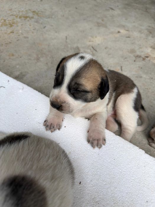 bebés da raça Cão de Gado Transmontano