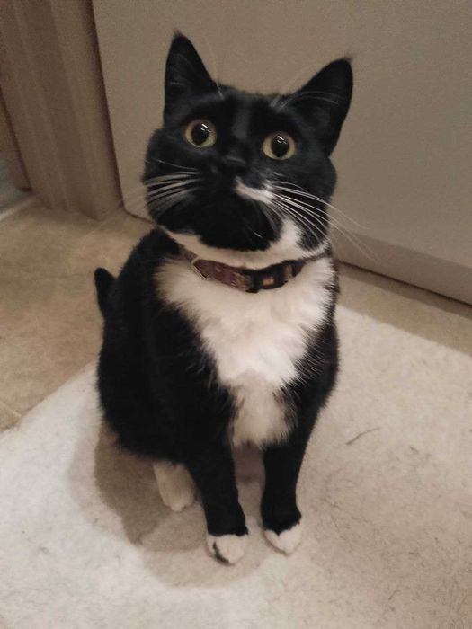 Загубилась/зникла кішка с. Коростів, Львівська область (Rest Wood)