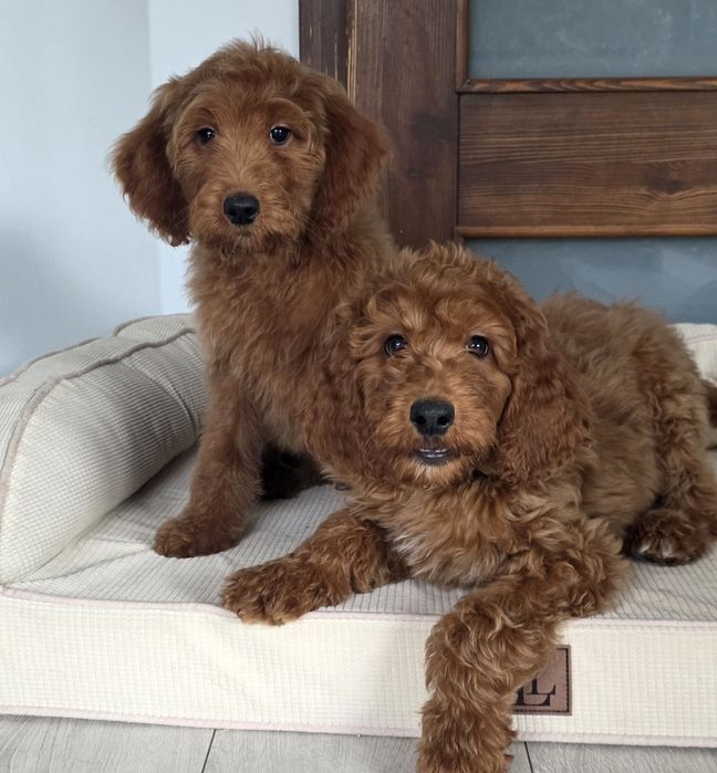 Irishdoodle seter irlandzki i pudel sliczne suczki