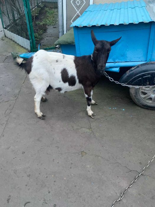 Продам стару козу