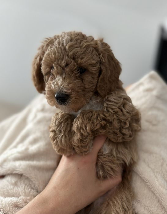 Терміново!!! Продаж міні мальтипу