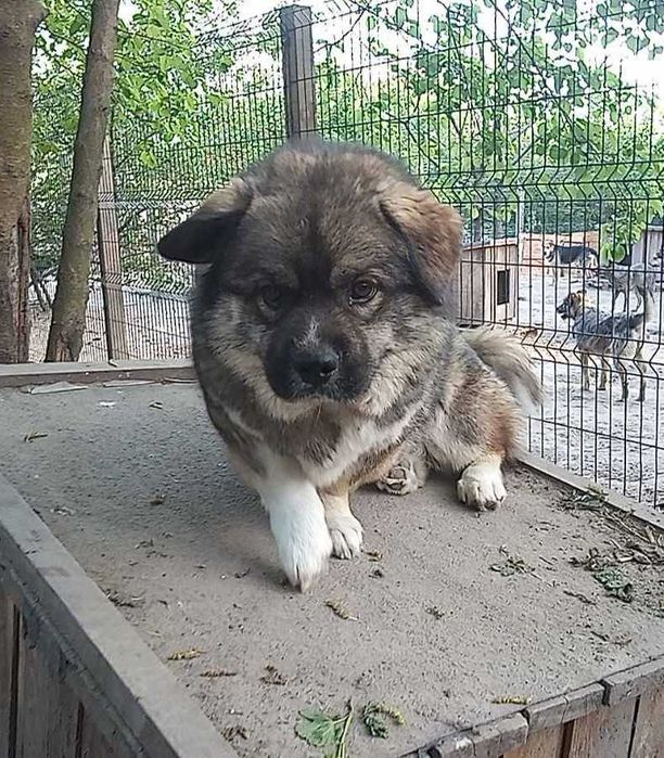 Пушистый мальчик в добрые руки