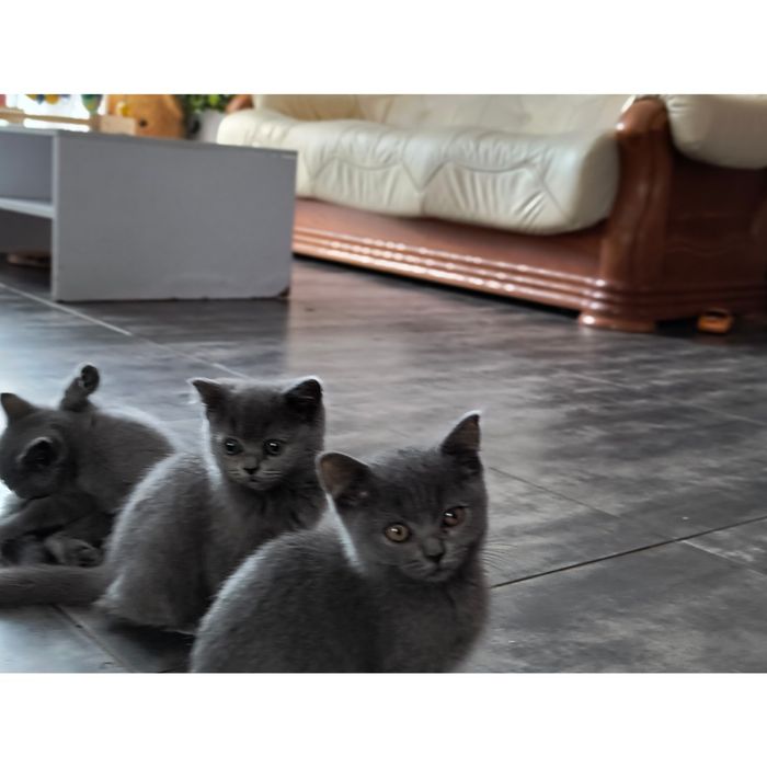 Brytyjski krótkowłosy kocięta