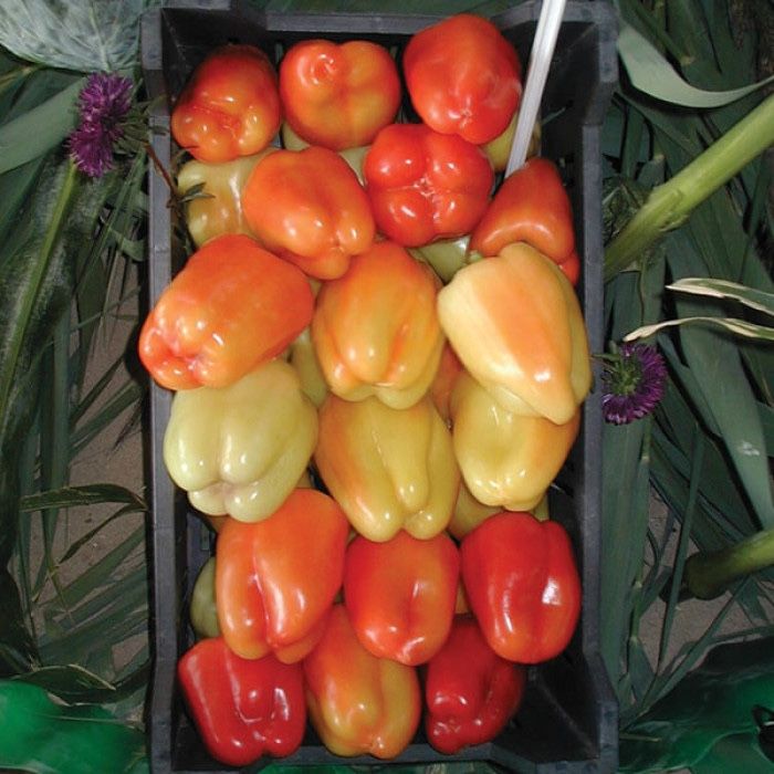 Насіння перцю Фламінго F1 1000шт (5г.) Flamingo F1 Семена Переца