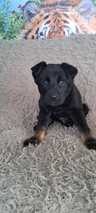 Отдам щенков заботливым родителям