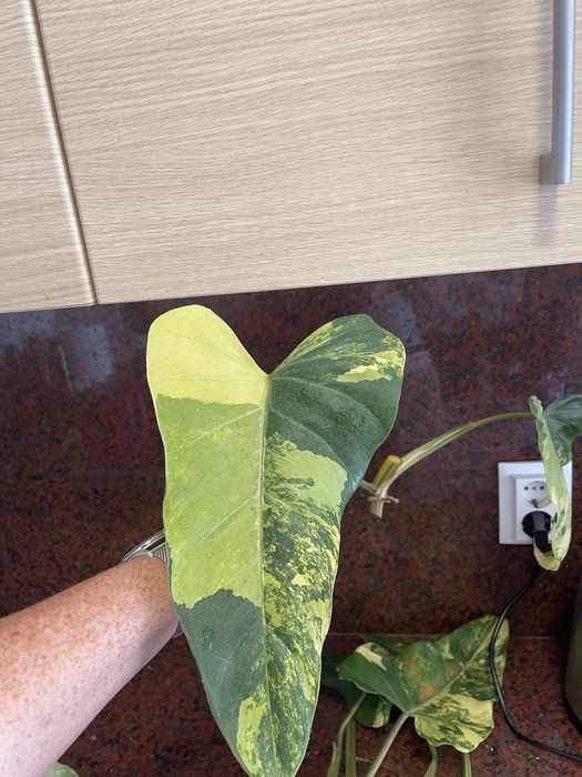 Philodendron domesticum