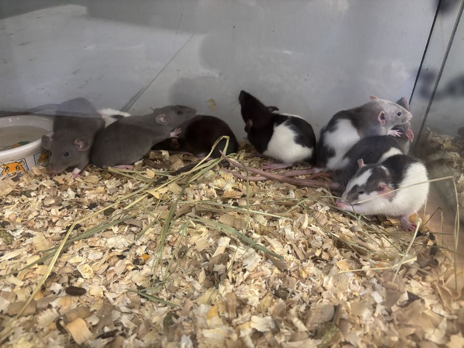 Szczury dumbo samice oswojone/ Szczurki dumbo młode 5-6 tygodni