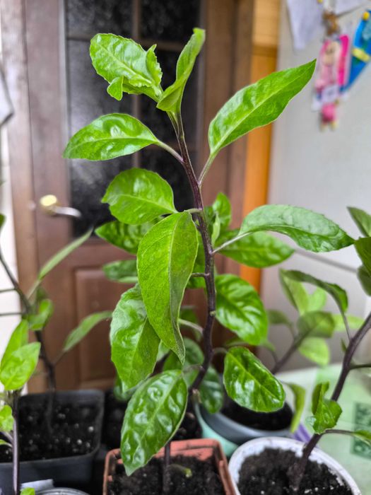 Джинуру листя бога