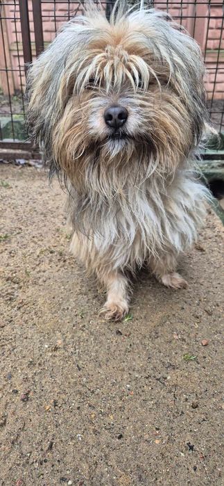 Mały piesek około 2 lata