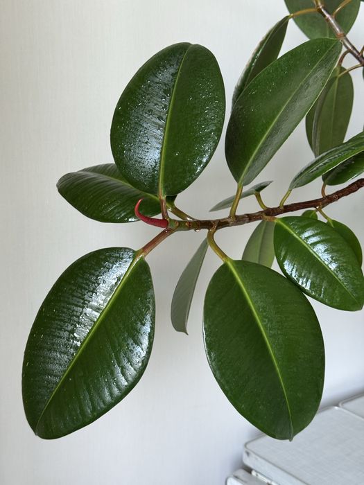 Доглянутий фікус еластика(каучуконосний)