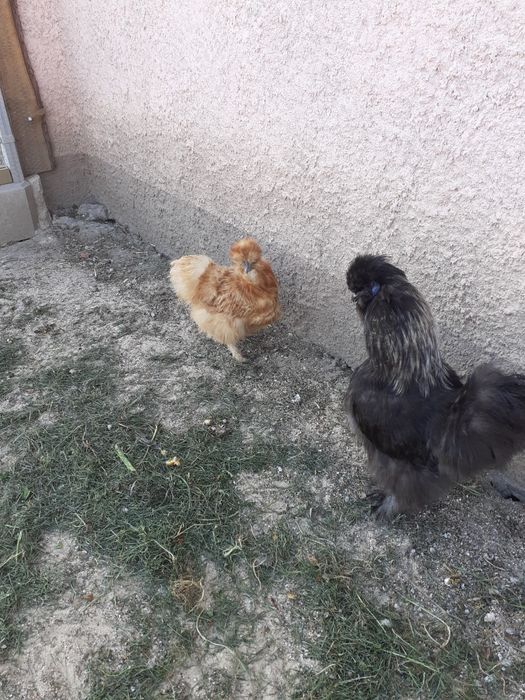 Sprzedam Kury silki 150zl