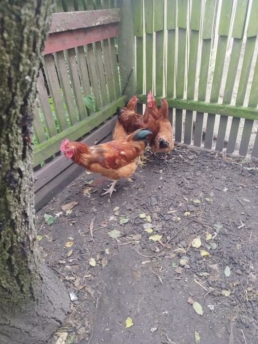 Sprzedam młode koguty