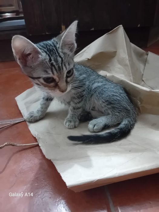 Adoção de gatos