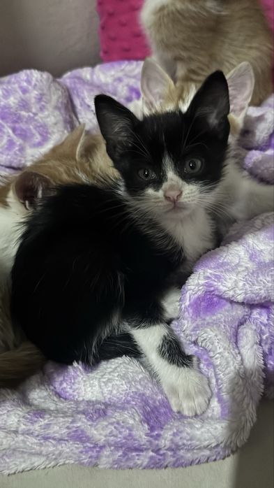 Котинята безкоштовно