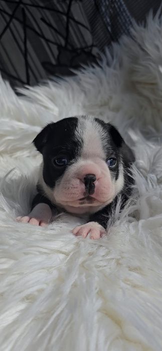 Boston terrier dziewczynka