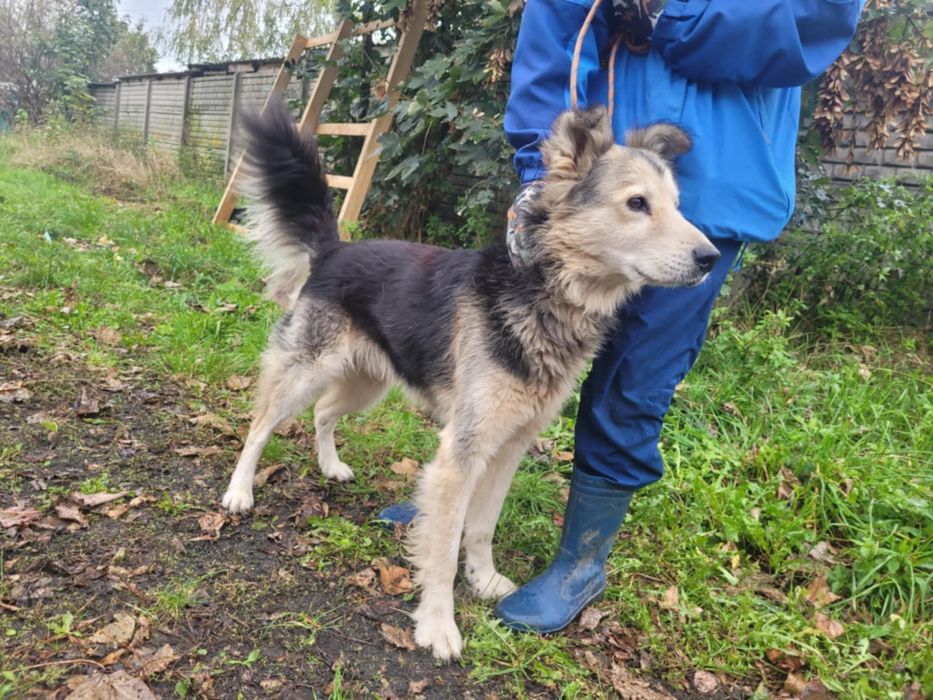 FOREST poczciwy miś o wielkim sercu