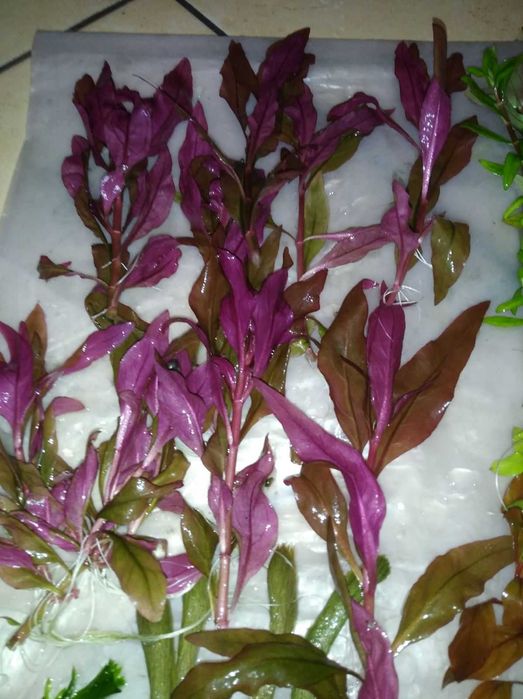 Акваріумні  рослини (ціна за набір)