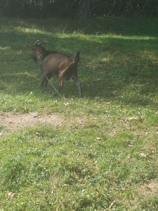Альпійські козлики Місько і Бурик для парування
