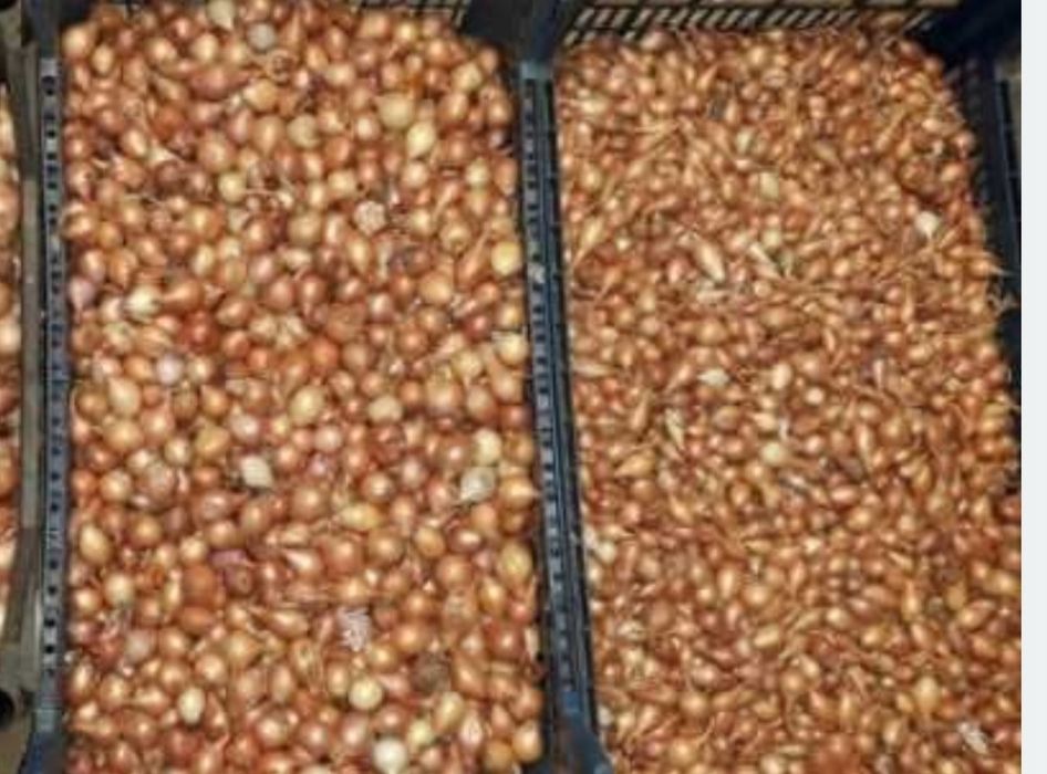 Продам цибулю тиканку і насіння чорнушки