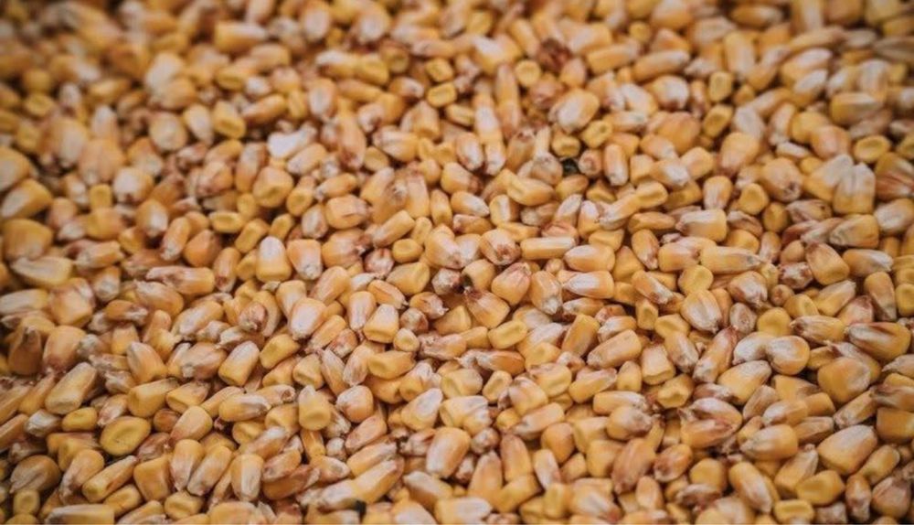 Продам суху кукурудзу