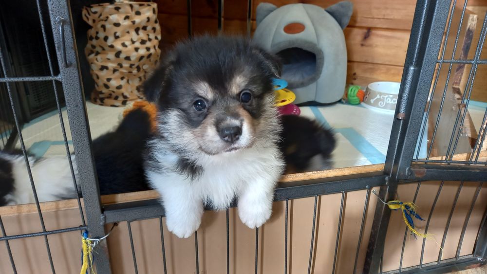 Piesek Welsh Corgi Pembroke po rodzicach FCI
