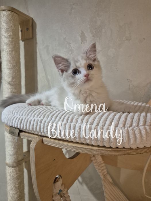 Kotka Ragdoll Omena Blue Candy Pl FPL Warszawa