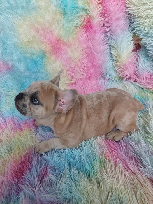 Buldog francuski lilac fawn merle Rocky