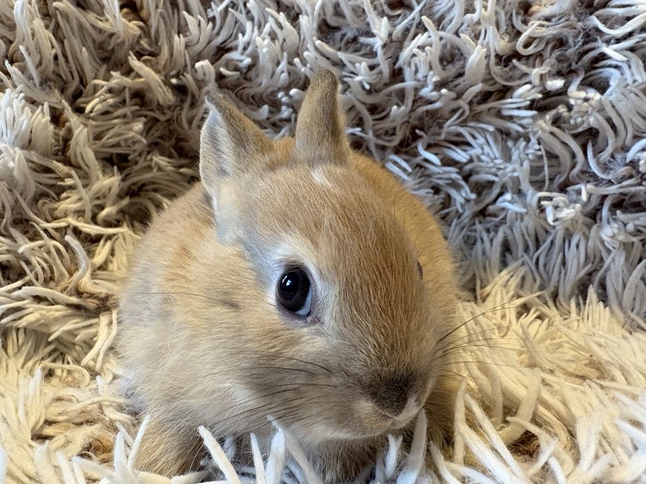 Królik króliczek miniaturka samczyk