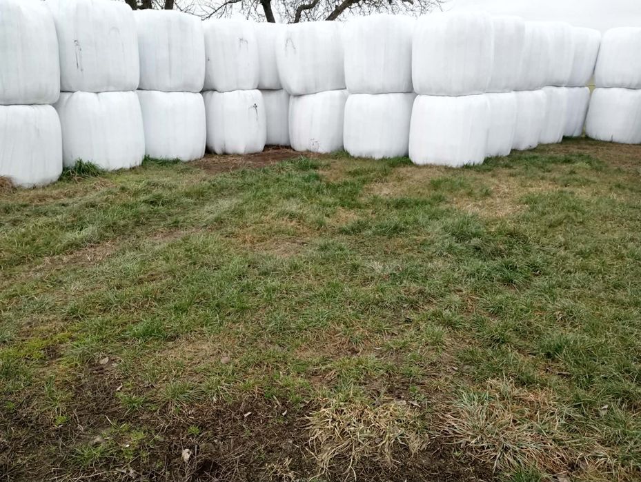 Sianokiszonki na sprzedaż