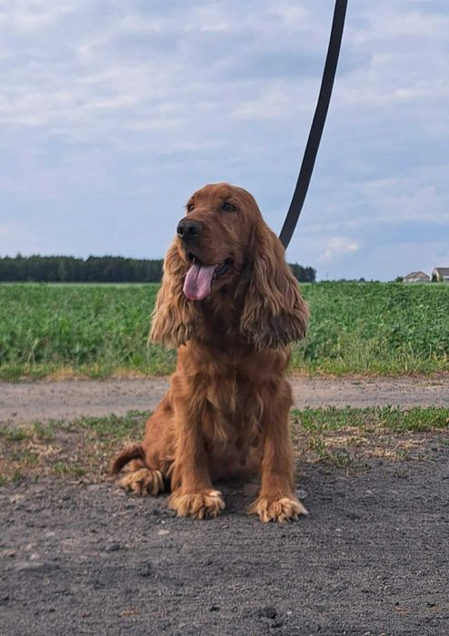 cocker spaniel angielski Suczka