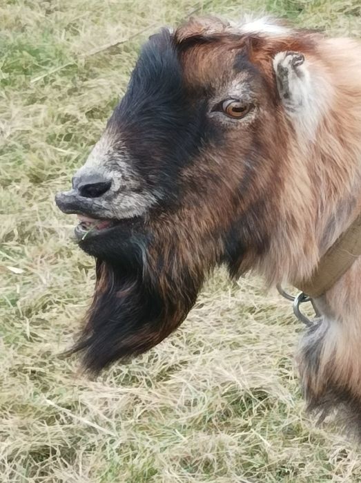 Козел Ламанча.Цап Ламанчі.