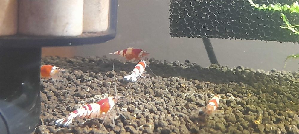 Krewetki Crystal Red