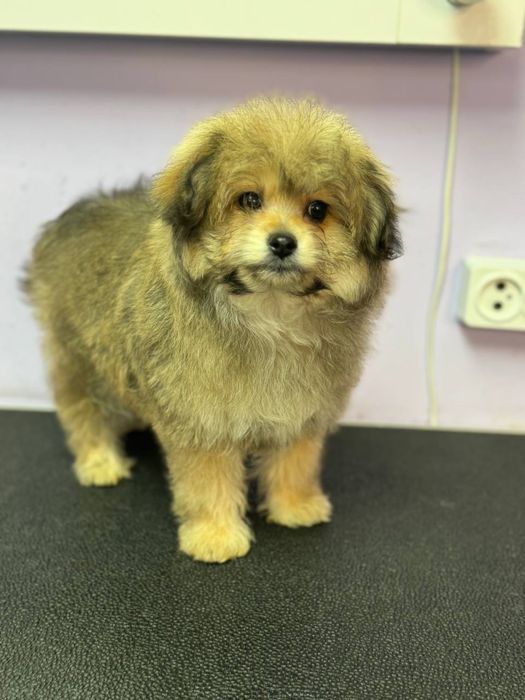 ПомаПу, 3 месяца, девочка