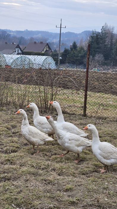 Gęsi białe znoszące jaja 100% ekologiczne wolny chów