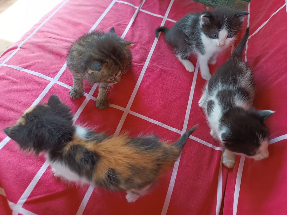 Кошенята шукають родини 1,5 міс