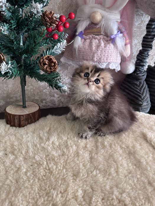 Шотландські кошенята