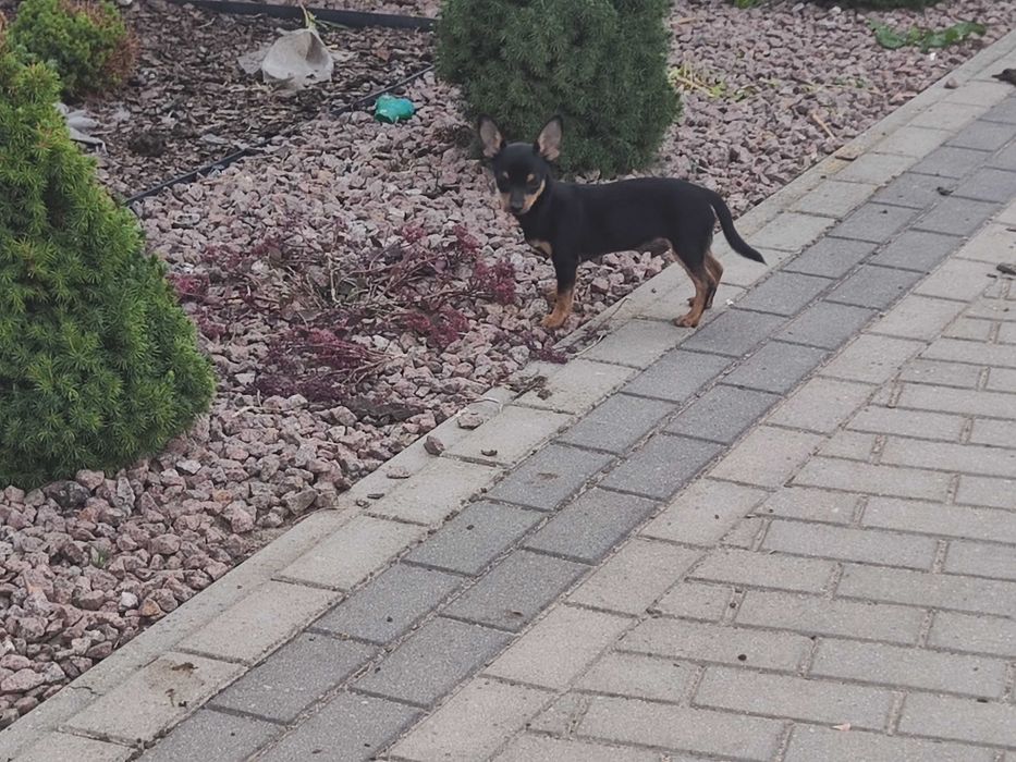 Piesek chihuahua