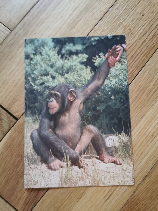 Pocztówka Orangutan A. Chmielewski