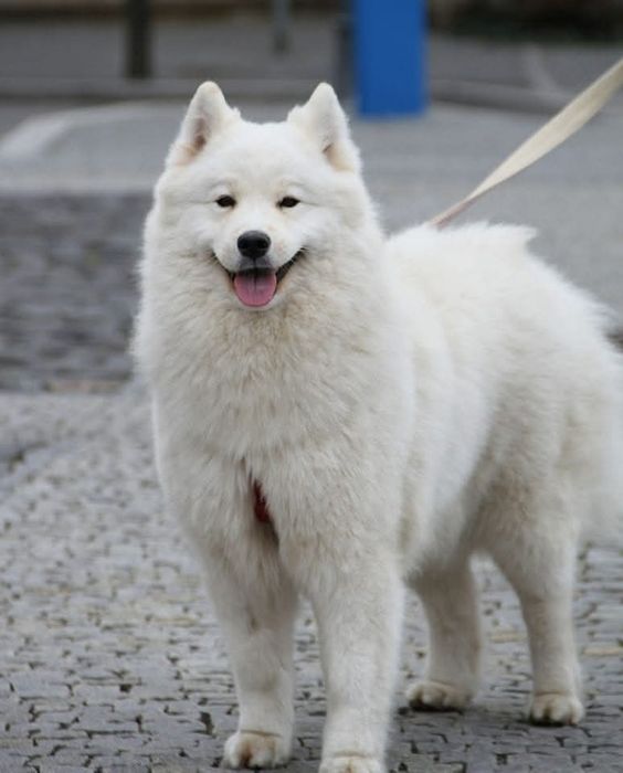 Samoyed szczenię *suczka*  ZKWP FCI