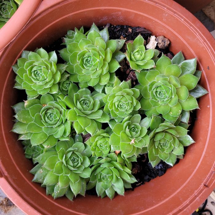 Rojniki kwiat ogrodowy