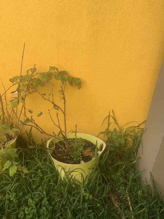 Vendo plantas / arvores frutiferas em vaso