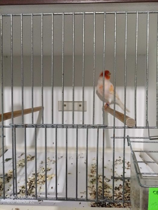 kanarki Zory biale,czerwone i czerwone mozaiki,