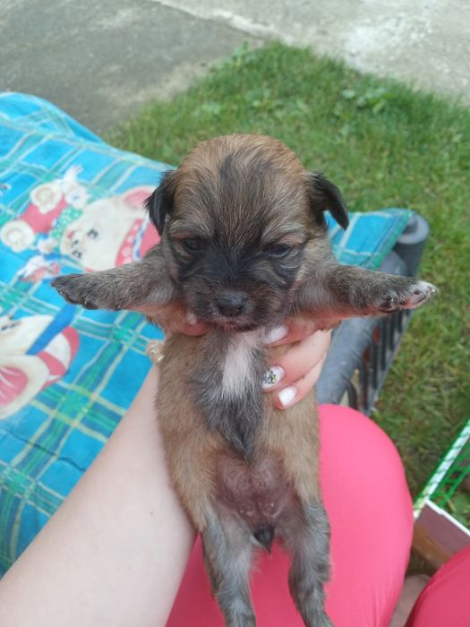 Продам собаку дівчинку