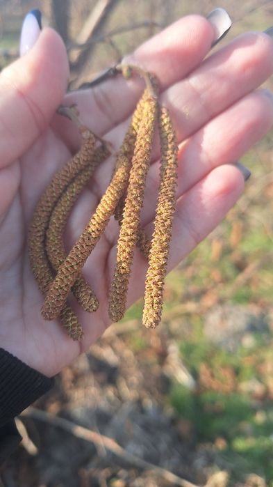 Саджанці ліщини фундук Косфорд