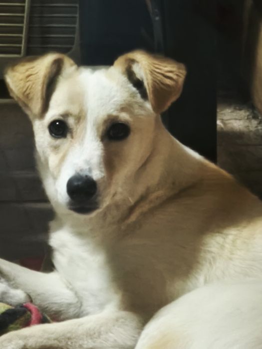 Cadela com 1 ano para adoção