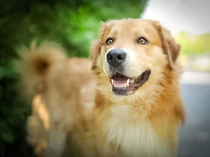 Frodo szuka domu !!!