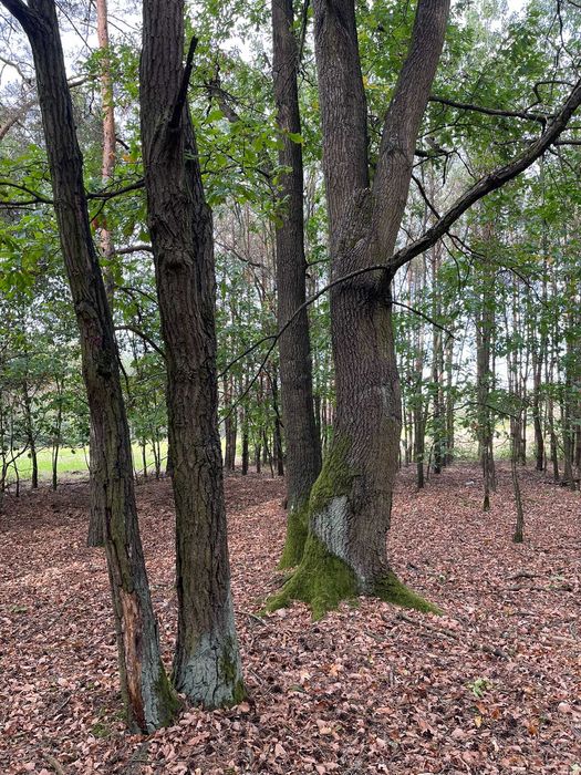 działka z MPZP - zabudowa zagrodowa, duża swoboda zabudowy - Widok 5