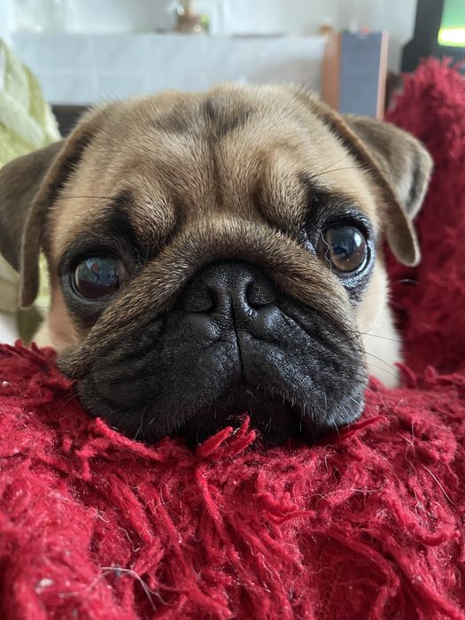 Вінниця Вязка Мопса