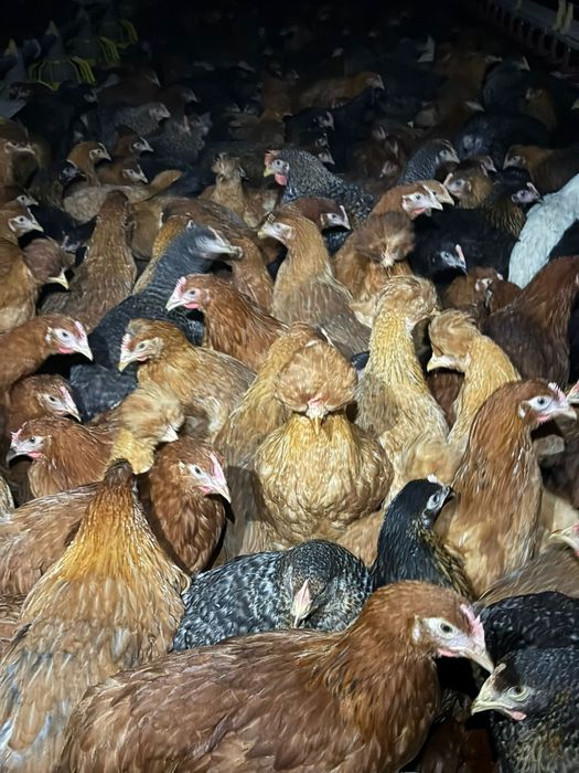 Kury Nioski, Rosa, Blue, Tęczówki, Czubatki, Green Shell. Hurt/detal