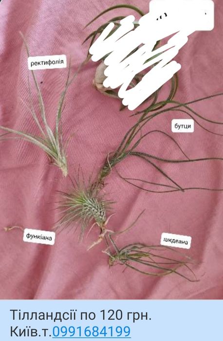 Тилландсия криптантус